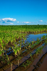 A sunny view of crops growing through floodwaters.
