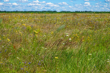 Open field, mixed flowers, tall grasses wave under a bright sky.