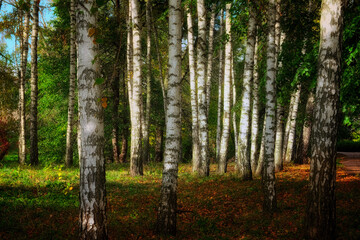 Birch trees stand tall with their distinct white bark and black markings amidst greenery and sunlight.
