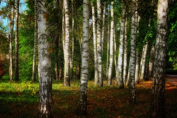Fotobehang Birch trees stand tall with their distinct white bark and black markings amidst greenery and sunlight. © Oleksii