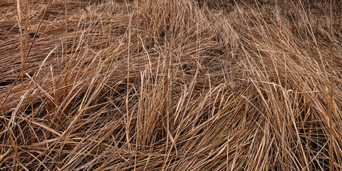 A detailed view of dried grass, showcasing the texture and pattern formed by the overlapping strands.