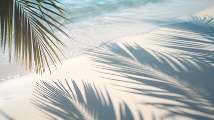 Fototapeta na wymiar a shadow of a palm tree on a beach