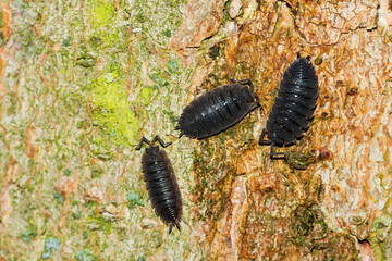 Kellerasseln an einem Baumstamm	