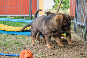 Beautiful and cute German Shepherd puppies playing in a garden on a sunny day in Skaraborg Sweden