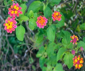 flowers in the garden