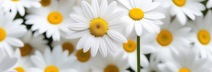Daisy flower isolated on white background as package design element