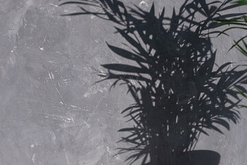 Sun shadows of palm plant leaves on the grey concrete texture background. Copy space