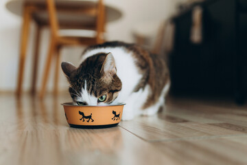 Beautiful feline cat eating on a metal dog bowl. Cute domestic animal. House comfort concept,...