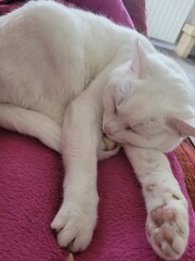 Sieste du chat © Laurie