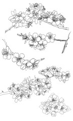Set of drawings of sakura flowers, vector illustration. Hand drawn illustration