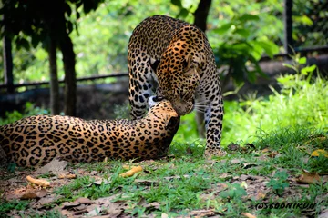 Selbstklebende Fototapeten leopards love  © Pragyan