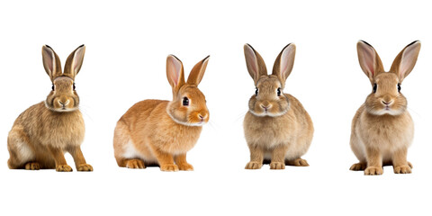 Obraz premium Studio portrait of cute rabbit isolated on transparent png background, happy bunny running on floor, adorable fluffy rabbit that sniffing.