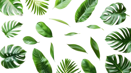 Papier Peint photo Feuilles tropicales Tropical palm leaves (Monstera) are set on an isolated, transparent white background. Watercolor, hand-painted, summer clipart