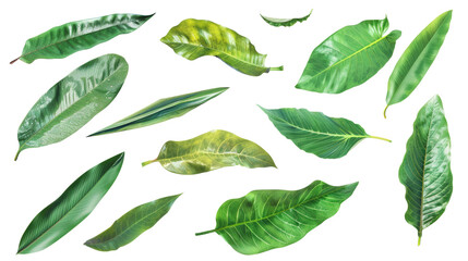 Tropical palm leaves (Monstera) are set on an isolated, transparent white background. Watercolor, hand-painted, summer clipart