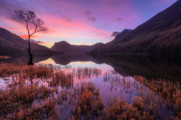 Vibrant sunrise with beautiful reflections at Buttermere Lone Tree in The Lake District, UK. - 738784219