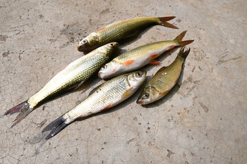 Rohu fish. It is a species of fish of the carp family. its other names rui fish, roho labeo, Labeo...