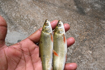 Rohu fish. It is a species of fish of the carp family. its other names rui fish, roho labeo, Labeo...