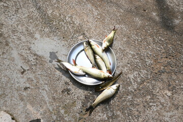 Rohu fish. It is a species of fish of the carp family. its other names rui fish, roho labeo, Labeo...