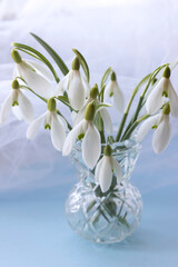 White  snowdrops in a glass ,soft  blue background. Small beautiful bouquet of the first spring flowers Galanthus Nivalis. Vintage spring greeting card.