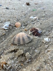 shell on the beach