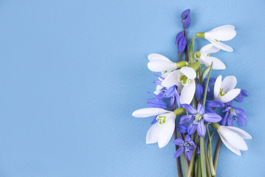 White  and blue snowdrops on soft  blue background.  Bouquet of the first spring flowers. Women's Day, Mother's Day, 8 March template