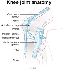 Knee Joint Anatomy. Medial View. Labeled Illustration