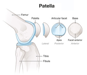Knee Joint Anatomy. Patella. Labeled. llustration