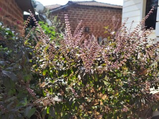 a Leaves and flower of Ocimum sanctum, holy basil, or tulasi or tulsi.