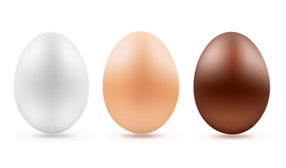 Set of realistic eggs illustration on white background. Vector illustration