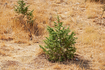 Junger Zedernbaum, "aux cèdres", Libanon