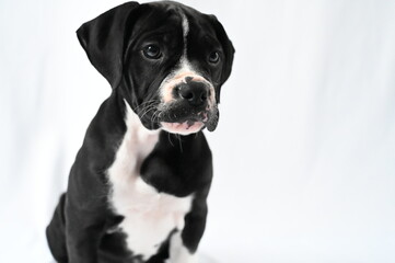 A black and white American Bulldog mix dog with floppy ears and bright eyes sits gracefully