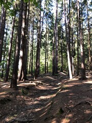 Schattenspiele im Wald