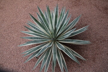 lush green Agave angustifolia (Marginata) plant gracefully positioned atop the sandy ground,...