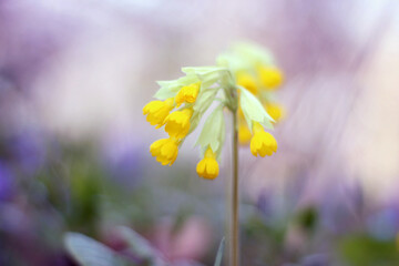 spring flowers in the garden