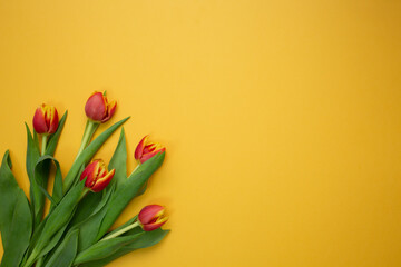 Red-yellow tulips with green leaves on a yellow background. Postcard