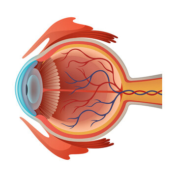 Human eye anatomy infographics with inside structure realistic poster illustration