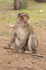 mother macaque