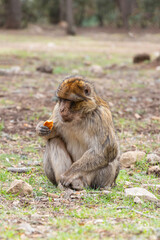 morocco macaque sitting on the ground