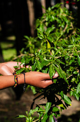 latin woman's hands caring for a plant - ecology concept