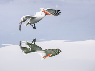 Obraz premium Dalmatian pelican flying
