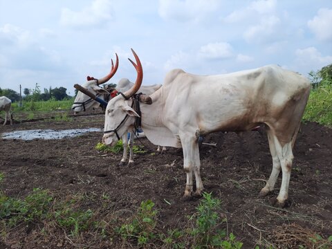 couple of white indian bull khillari with large, curved horns standing in farm field