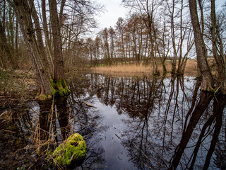 Viel Totholz am Ufer eines Waldsee