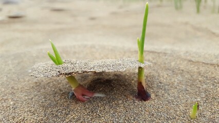 Two slender Shoreline sea purslane plants emerge from the sandy ground