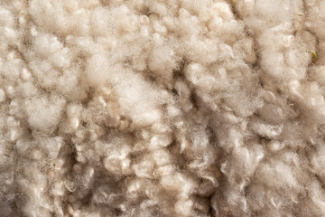 Close up view of a sheep beige color curly wool fleece showcasing its natural softness and intricate texture ideal for warm textiles pattern fashion background