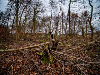 Frisch gefällte Bäume im Wald