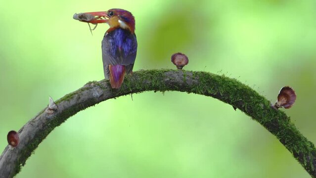 The black-backed dwarf kingfisher (Ceyx erithaca), also known as the three-toed kingfisher