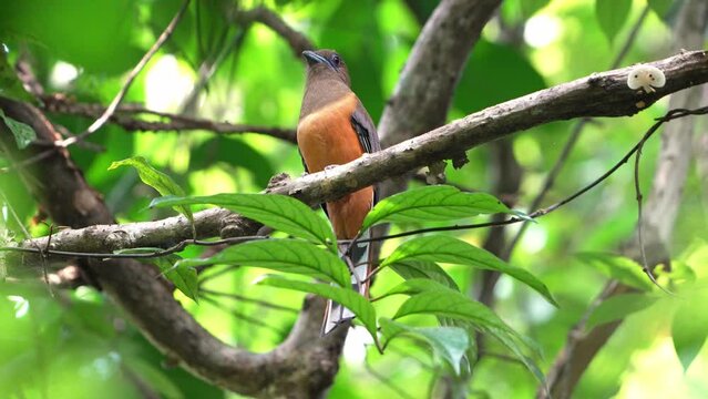 The Malabar trogon (Harpactes fasciatus) is a species of bird in the trogon family