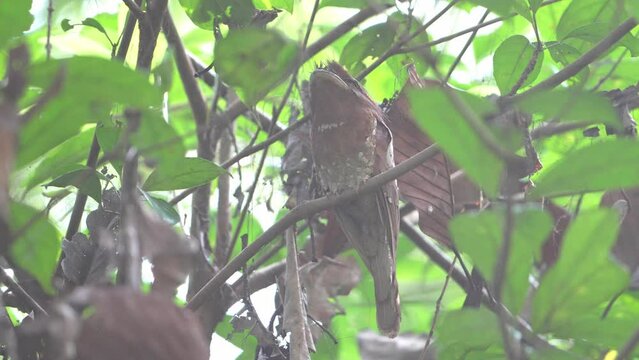 The Sri Lanka frogmouth, Sri Lankan frogmouth or Ceylon frogmouth (Batrachostomus moniliger)