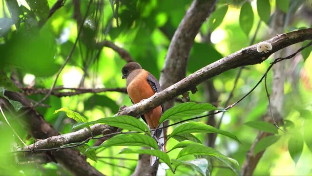 The Malabar trogon (Harpactes fasciatus) is a species of bird in the trogon family