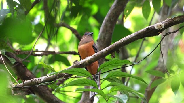 The Malabar trogon (Harpactes fasciatus) is a species of bird in the trogon family